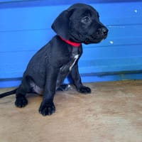 À L’ADOPTION, MOONY, CHIOT MÂLE NOIR ET BLANC CROISE CANE CORSO, chien à adopter