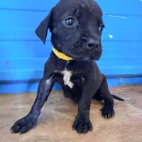 À L’ADOPTION, NOXX, CHIOT MÂLE NOIR ET BLANC CROISE CANE CORSO, chien à adopter