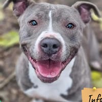 Vikky, chienne à adopter