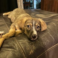 À L’ADOPTION, PIPA, Femelle Berger Créole Fauve Charbonnée, chienne à adopter