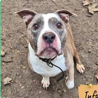 Mao, chien à adopter