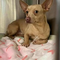 KIPPER, chien à adopter