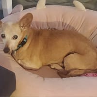 CHLOÉ, chienne à adopter