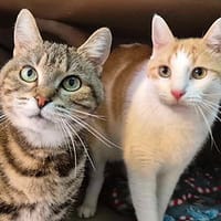 Albert et Alberta, chatte à adopter