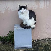 Felix, chat à adopter