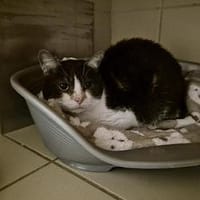 Ninou, chat à adopter