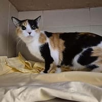 Pixel, chatte à adopter