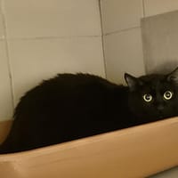 Vaytroi, chat à adopter
