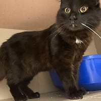 Zorro, chat à adopter