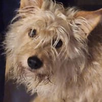 Podencomix Makani, Hund zur Adoption