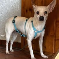 Cilla - ein kleines Schätzchen!, Hündin zur Adoption