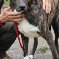 Miguel - sanfter, zutraulicher Rüde, Hund zur Adoption