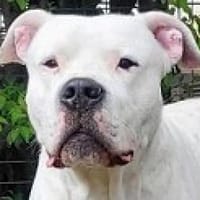 Apollo, Hund zur Adoption