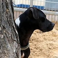 Ludwig, Hund zur Adoption