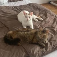 Zuhause gesucht für Lisi & Lucky, Kater zur Adoption