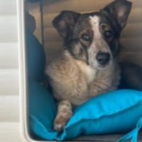 Laika sucht ihre Menschen, Hündin zur Adoption