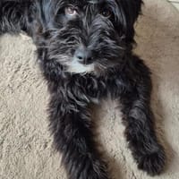 Pillow - Zuhause gesucht, Hund zur Adoption