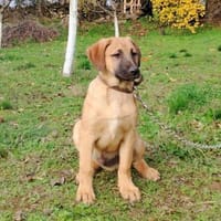 Lyki ist ein lieber, süßer Kerl, Hund zur Adoption