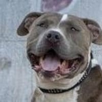 Otto, Goldschatz, Hund zur Adoption