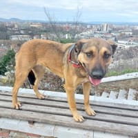 Cleo, sanfte Riesenpfote sucht Liebe, Hündin zur Adoption