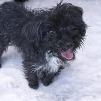 Heidi  Bichon Frisé-Mix (E), Hündin zur Adoption