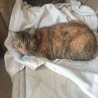 Wundervolle Scarlett sucht Zuhause, Katze zur Adoption