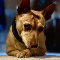 Audrey - wünscht sich Paten, Hündin zur Adoption