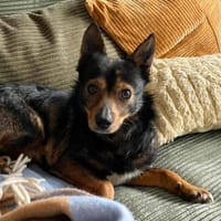 Jerry: Befreit von der Kette..., Hund zur Adoption