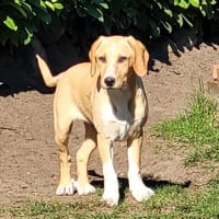 Quierlig, aktiv & liebevoll: Rocky eben, Hund zur Adoption