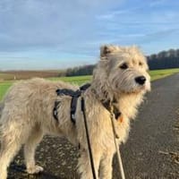 Zottelmaus Magda, Hündin zur Adoption