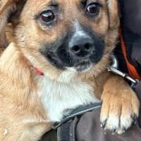 Chilly - verspielter Jungrüde, Hund zur Adoption