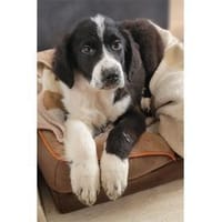 Rosalina - wartet in 76437 Rastatt, Hündin zur Adoption