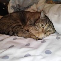 Mia und Olimba wollen zusammen bleiben, Katze zur Adoption