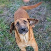 Sanfte Hazel sucht ihre Herzensmenschen, Hündin zur Adoption