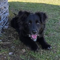 Zuckerpuppe Babi, Hündin zur Adoption