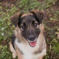 Suki - kluge Herzenshündin sucht Dich, Hündin zur Adoption