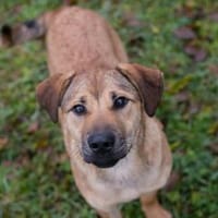 Treue Seele Nova mit strahlendem Wesen, Hündin zur Adoption