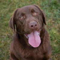 Labradorbub Chester sucht seine Menschen, Hund zur Adoption