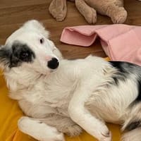 Sanfte Nica, Hündin zur Adoption