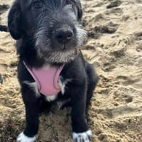 Blake ein toller Welpe, Hund zur Adoption