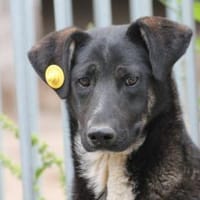 Filly - hübsche Hündin, Hündin zur Adoption