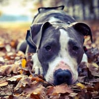 Joker, Hund zur Adoption