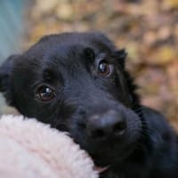 Barney - sensibler Wirbelwind, Hund zur Adoption