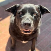 Pumba, Hund zur Adoption