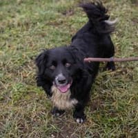 Kleiner Rüde Sky II sucht sein Körbchen, Hund zur Adoption