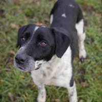 LUCHO - Vom Kettenhund zum Herzenshund, Hund zur Adoption