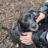 Loco-Schmusebär- sucht seine Menschen, Hund zur Adoption