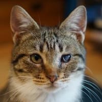 Zuhause gesucht für Grey & Anna, Kater zur Adoption