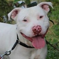 Rocket, Hund zur Adoption