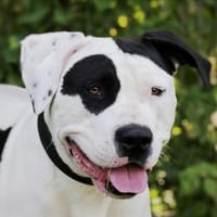 Carlo, Hund zur Adoption